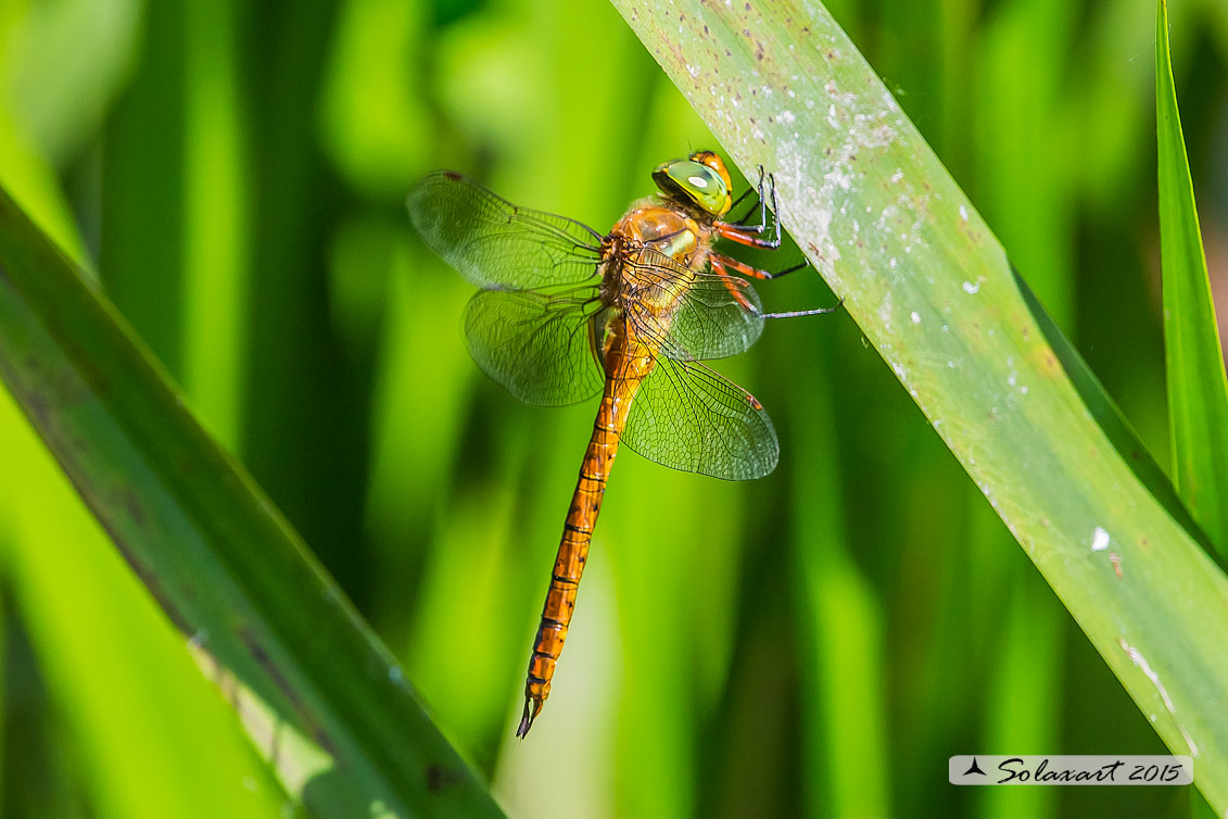 Aeshna isosceles (maschio) - Green-eyed Hawker (male)