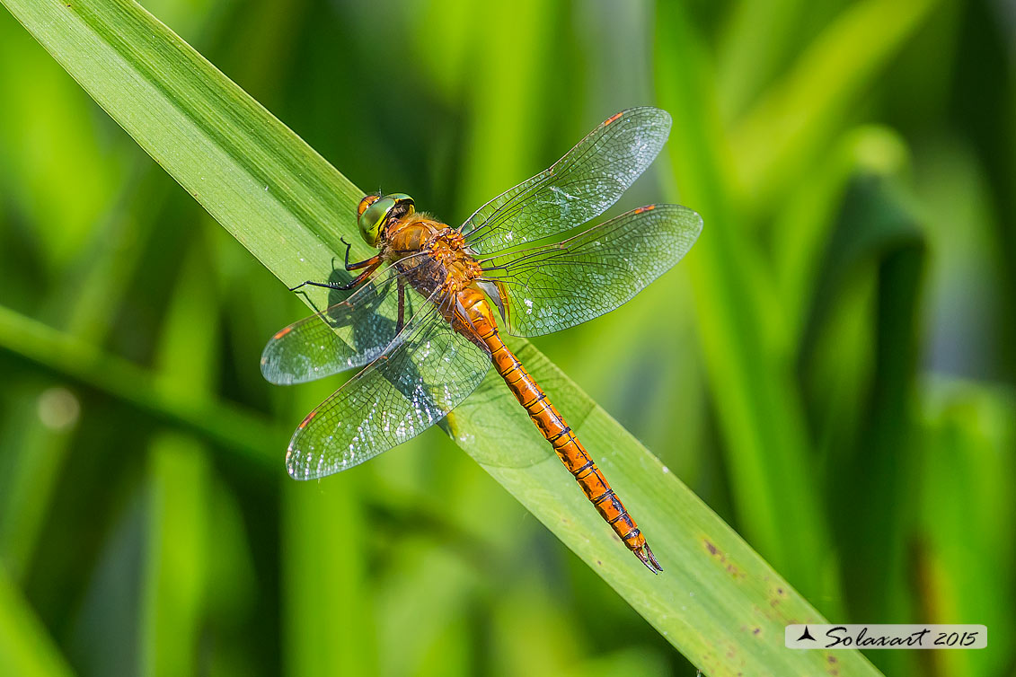 Aeshna isosceles (maschio) - Green-eyed Hawker (male)