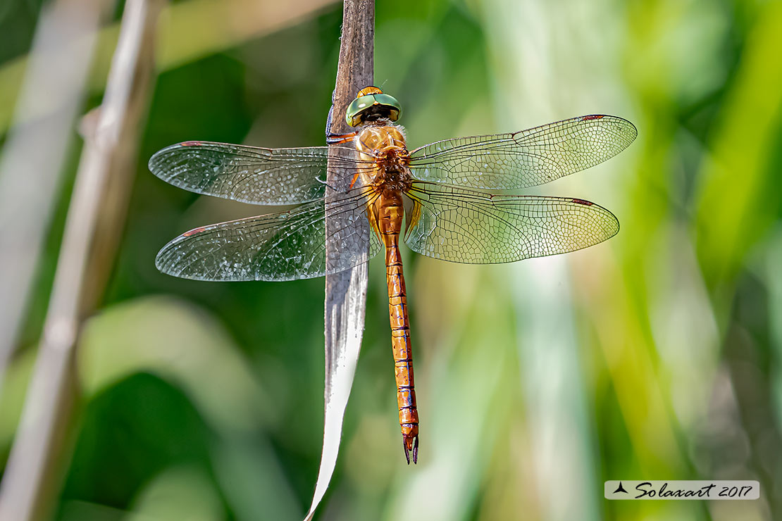 Aeshna isosceles (maschio) - Green-eyed Hawker (male)