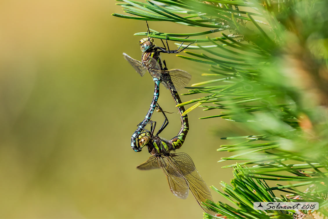 Aeshna juncea:   Dragone alpino (copula);   Common Hawker or Sedge Darner (mating)