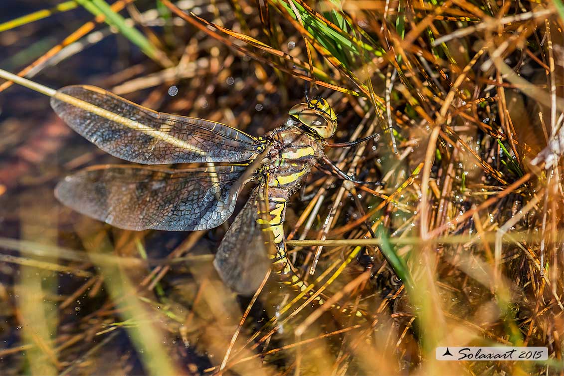 Aeshna juncea:   Dragone alpino (femmina in ovoposizione); Common Hawker (female ovipositing)