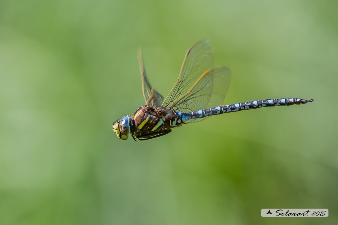 Aeshna juncea: Common Hawker or Sedge Darner (male)