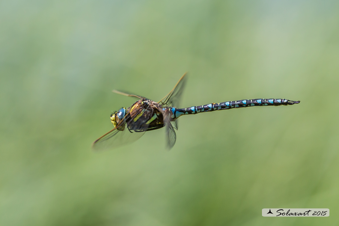 Aeshna juncea: Common Hawker or Sedge Darner (male)