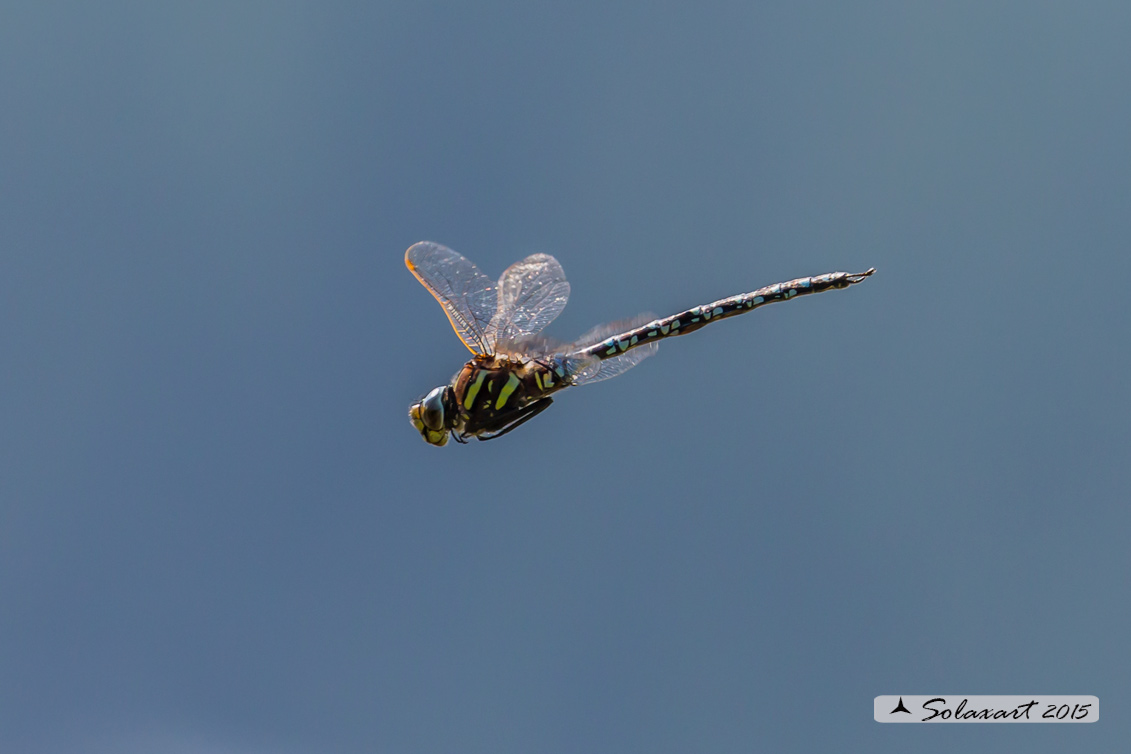 Aeshna juncea: Common Hawker or Sedge Darner (male)