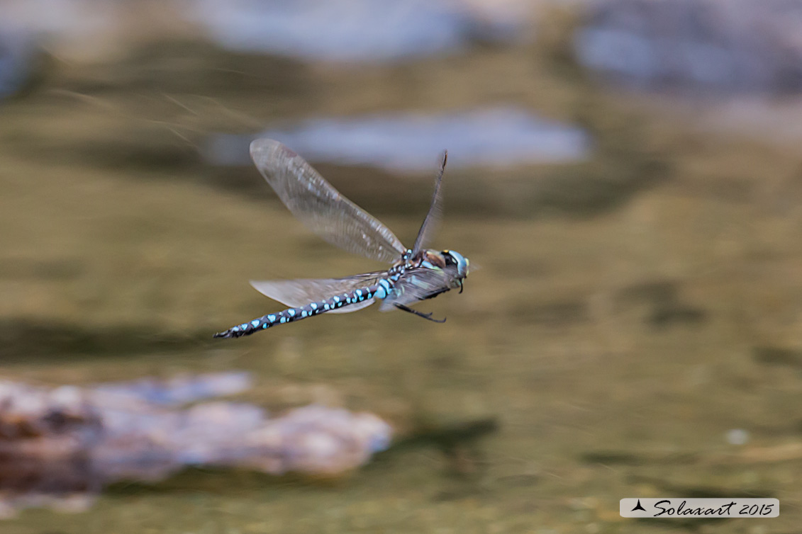 Aeshna juncea: Common Hawker or Sedge Darner (male)