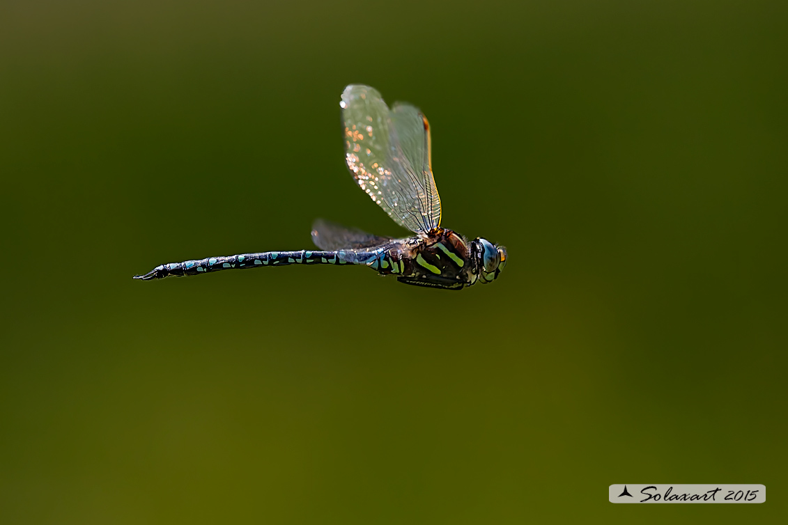 Aeshna juncea: Common Hawker or Sedge Darner (male)
