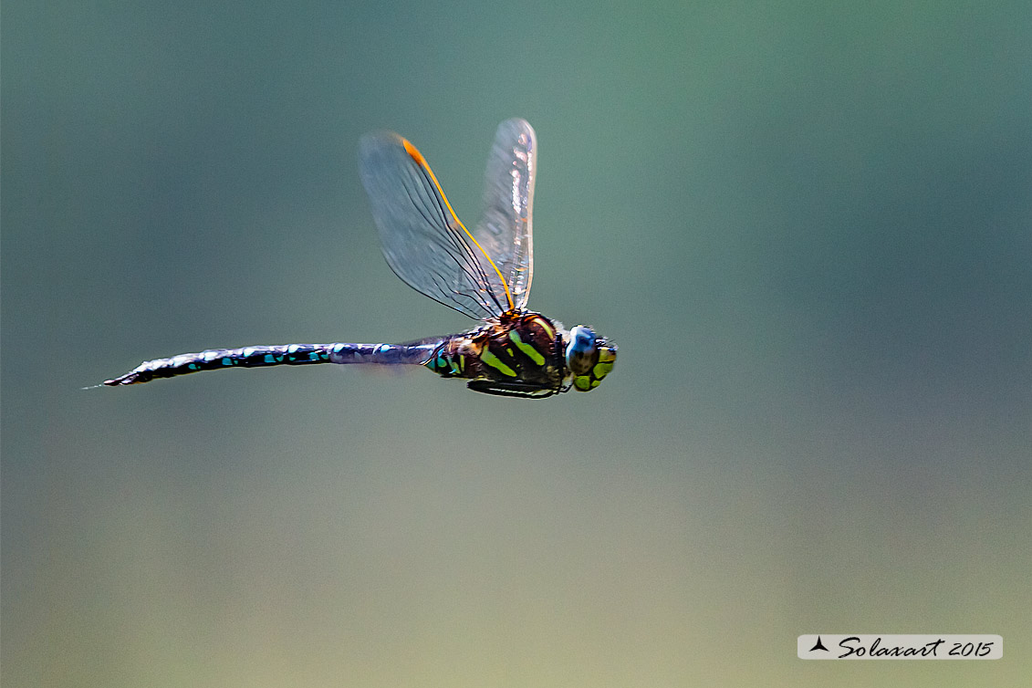 Aeshna juncea: Common Hawker or Sedge Darner (male)