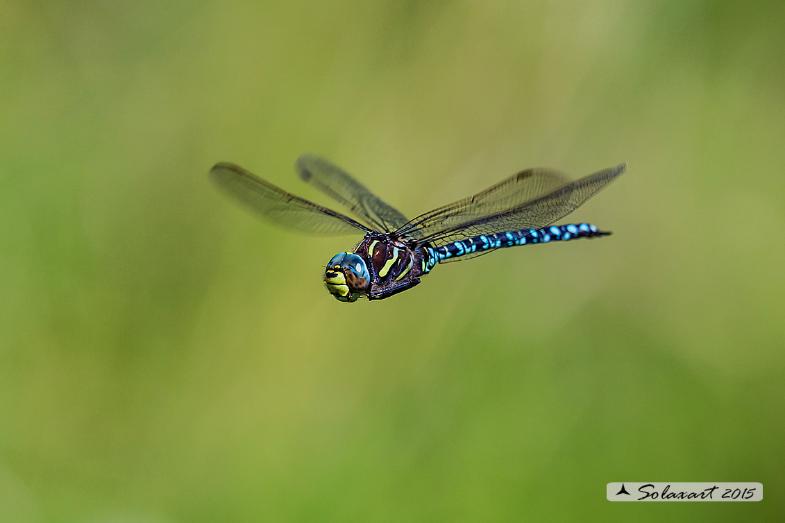 Aeshna juncea: Common Hawker or Sedge Darner (male)