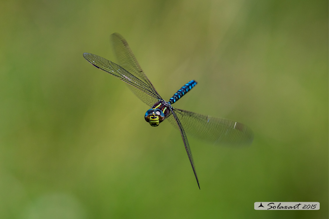 Aeshna juncea: Common Hawker or Sedge Darner (male)