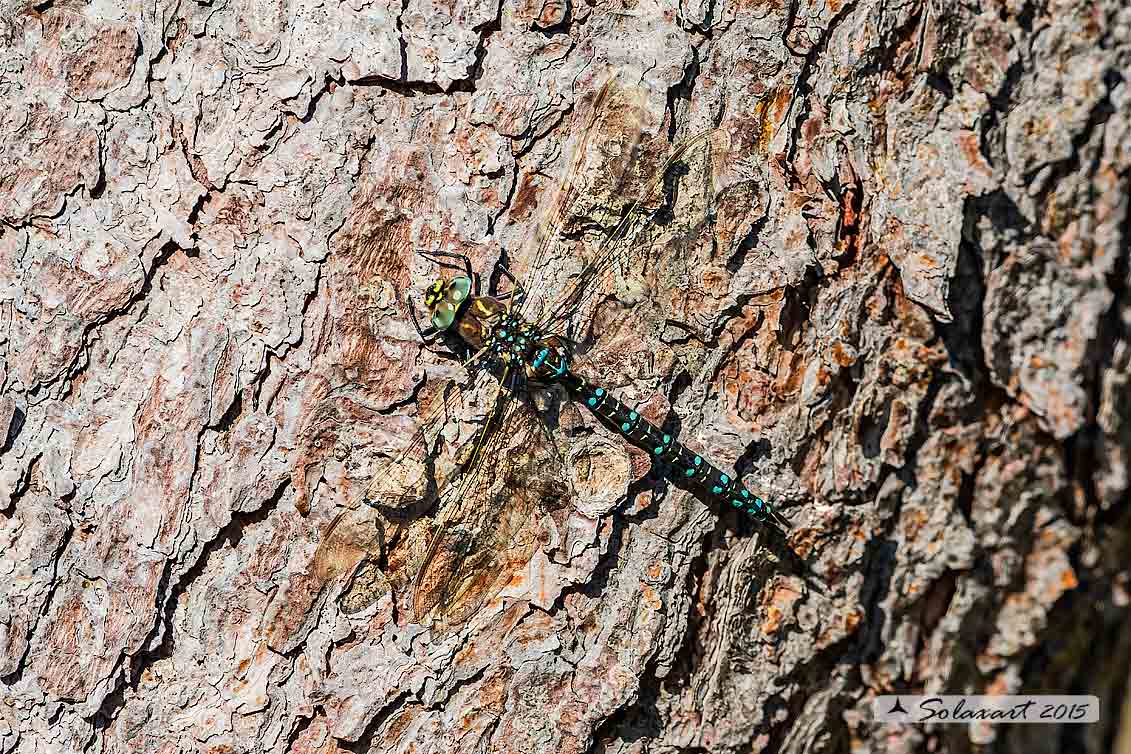 Aeshna juncea: Common Hawker or Sedge Darner (male)