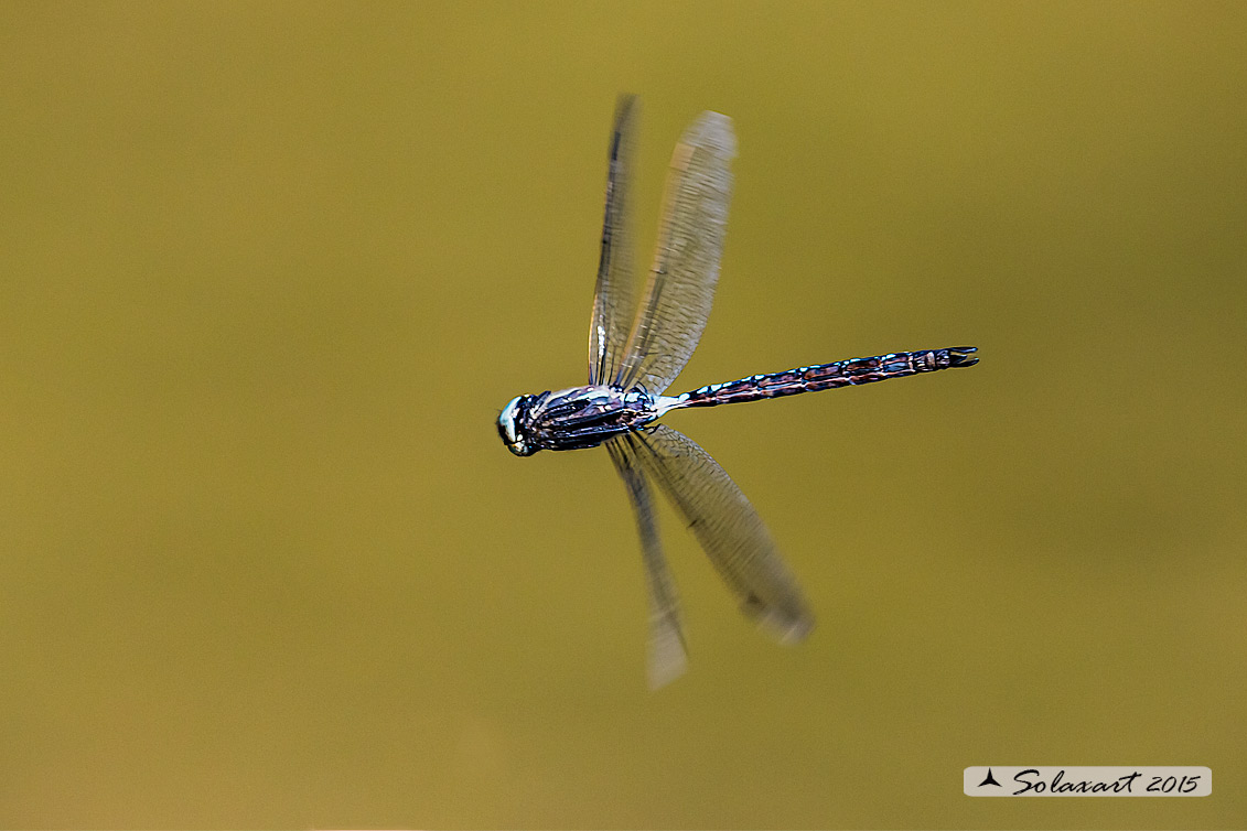 Aeshna juncea: Common Hawker or Sedge Darner (male)