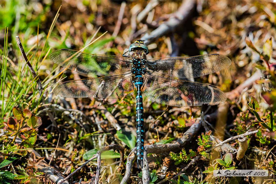 Aeshna juncea: Common Hawker or Sedge Darner (male)