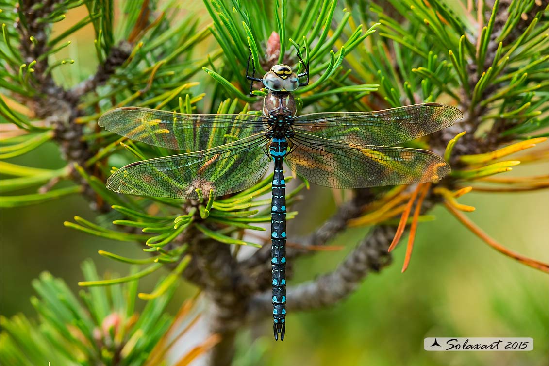 Aeshna juncea: Common Hawker or Sedge Darner (male)