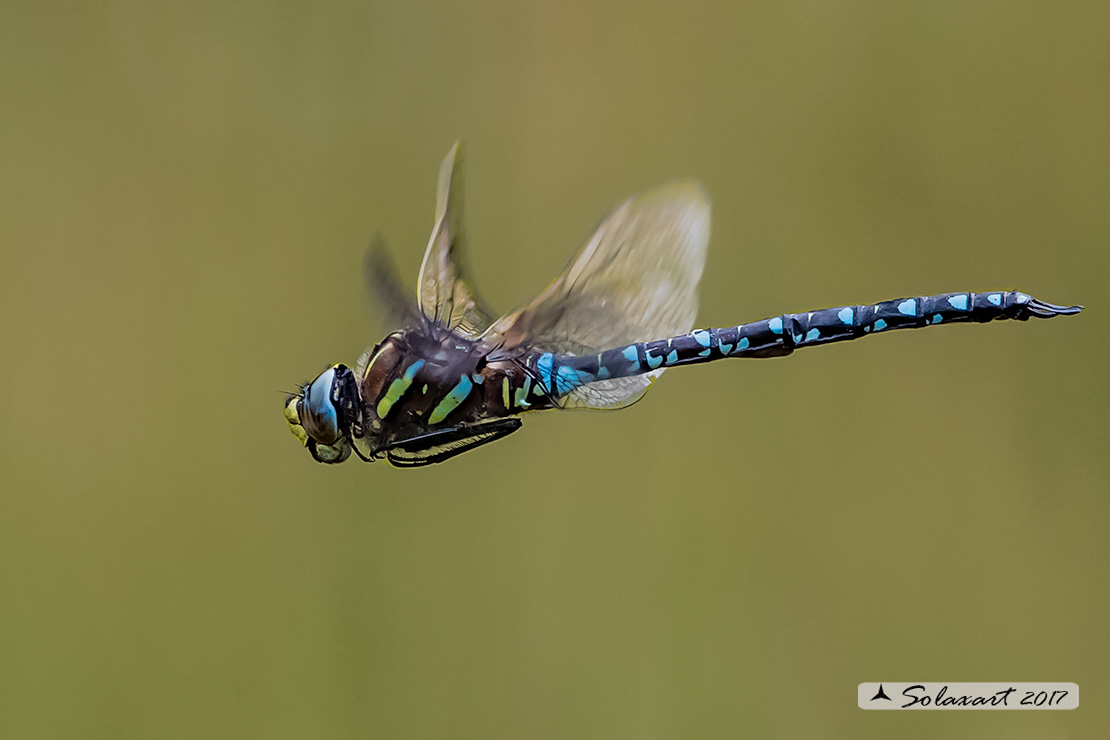 Aeshna juncea: Common Hawker or Sedge Darner (male)