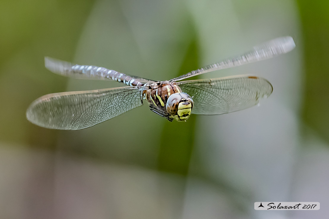 Aeshna juncea: Common Hawker or Sedge Darner (male)