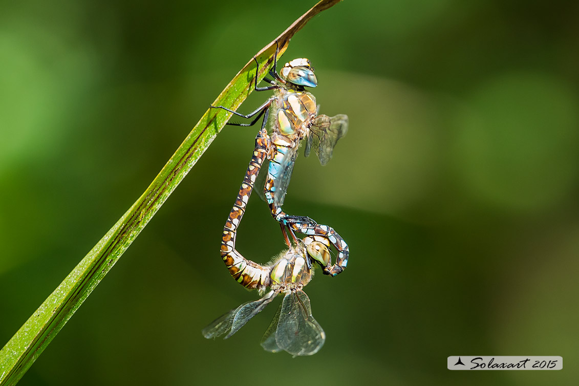 Aeshna mixta (copula) - Migrant Hawker (mating)