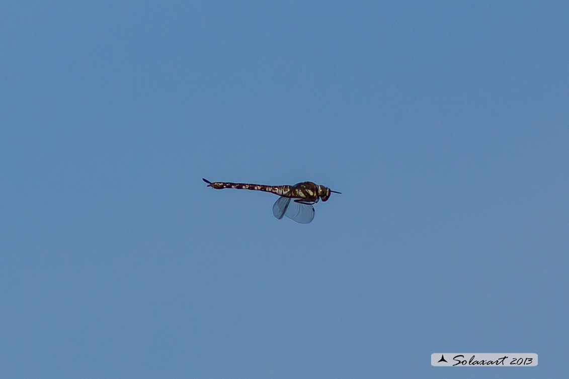 Aeshna mixta (femmina) - Migrant Hawker (female)