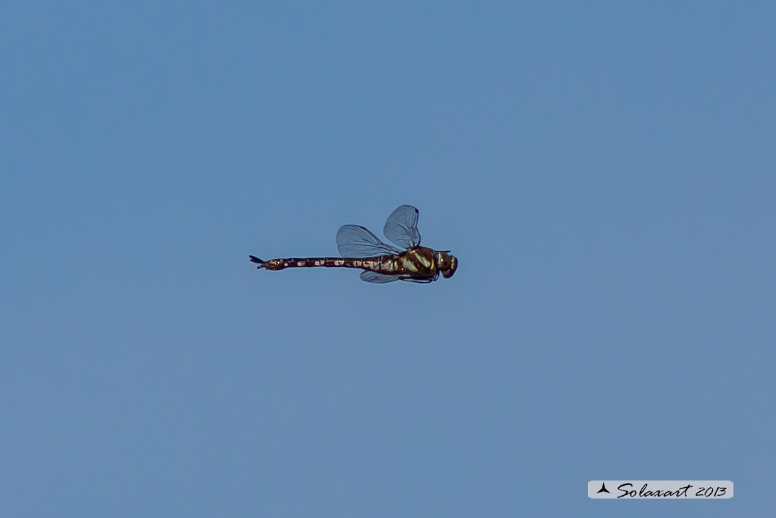 Aeshna mixta (femmina) - Migrant Hawker (female)