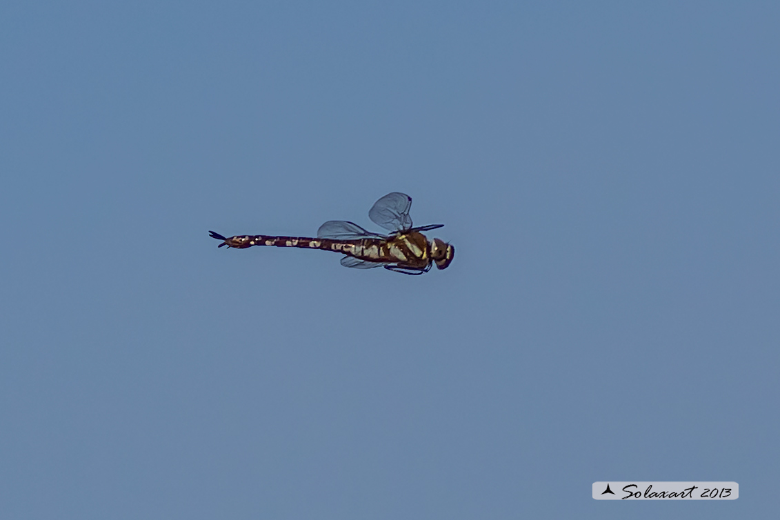 Aeshna mixta (femmina) - Migrant Hawker (female)