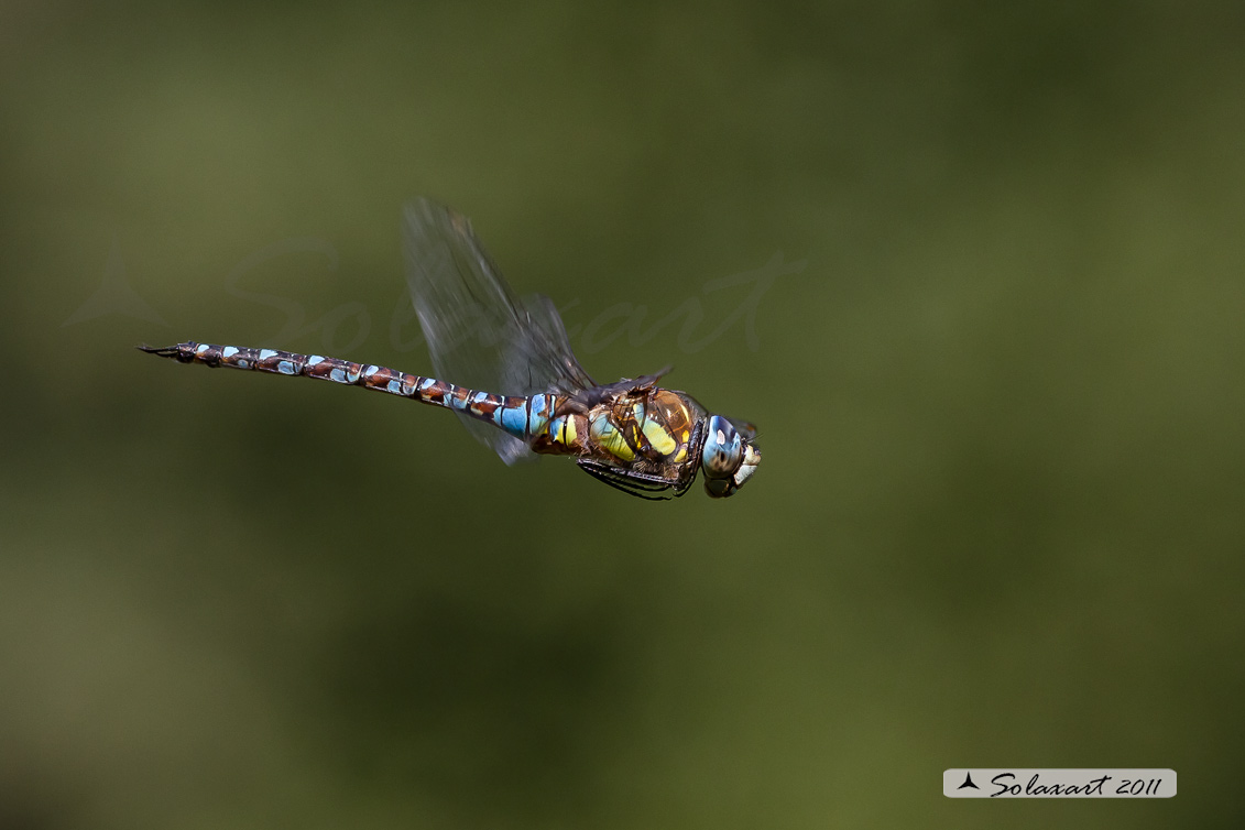 Aeshna mixta (maschio) - Migrant Hawker (male)