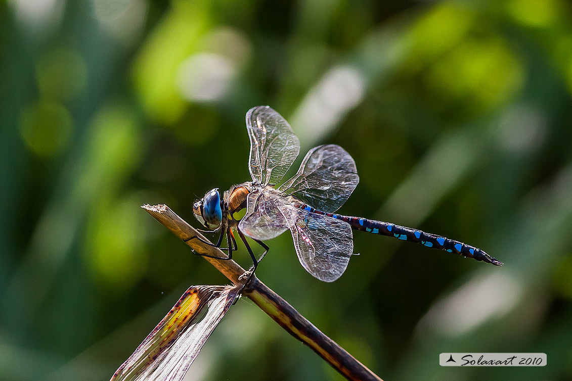 Aeshna mixta (maschio) - Migrant Hawker (male)