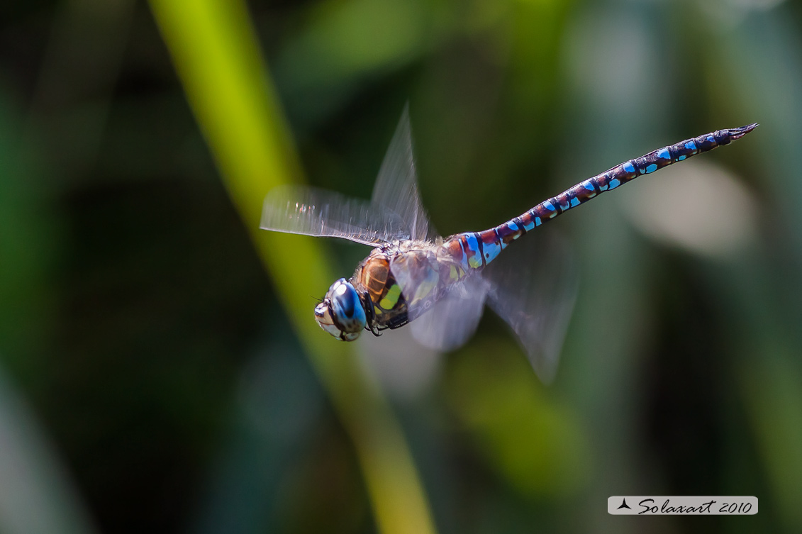 Aeshna mixta (maschio) - Migrant Hawker (male)