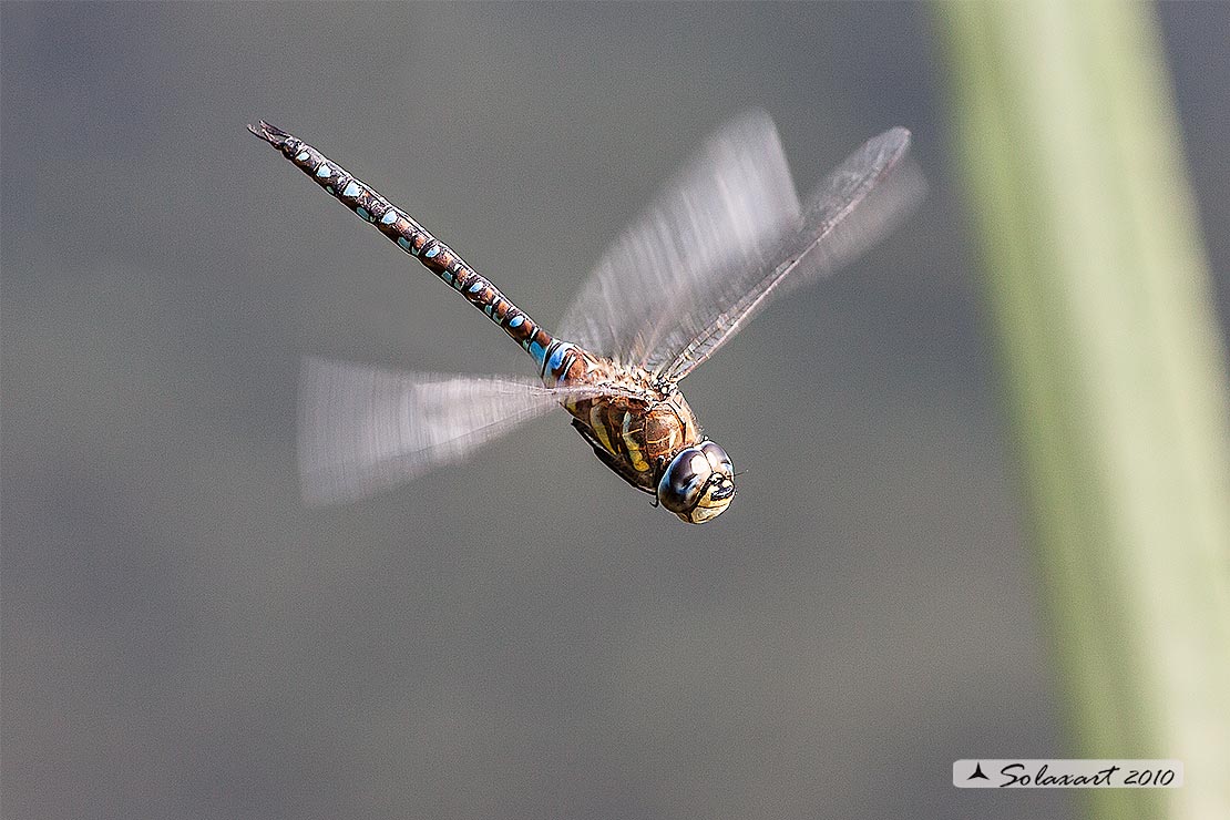 Aeshna mixta (maschio) - Migrant Hawker (male)