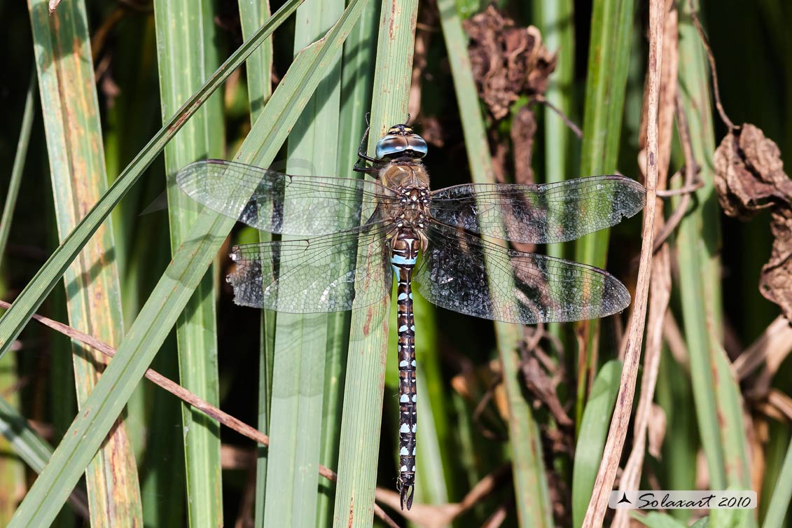 Aeshna mixta (maschio)