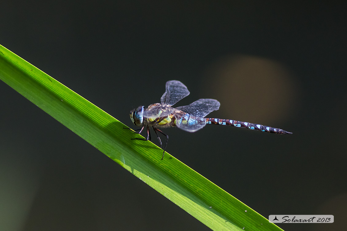 Aeshna mixta (maschio) - Migrant Hawker (male)