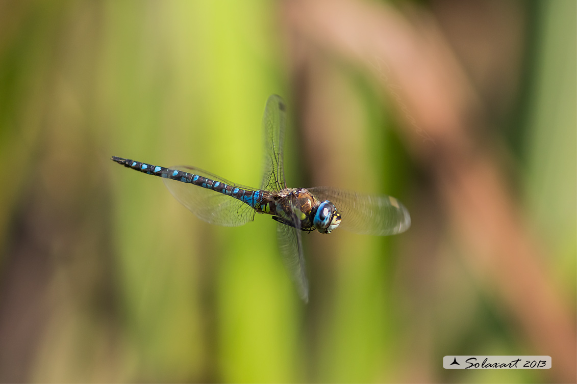 Aeshna mixta (maschio) - Migrant Hawker (male)