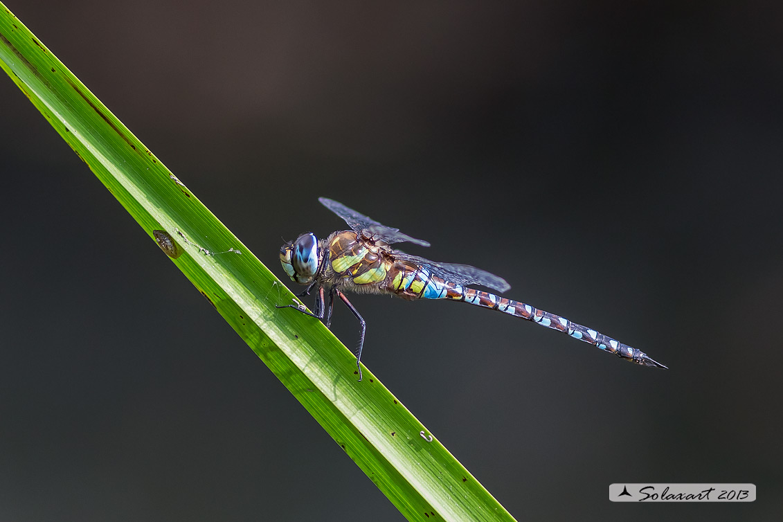 Aeshna mixta (maschio) - Migrant Hawker (male)