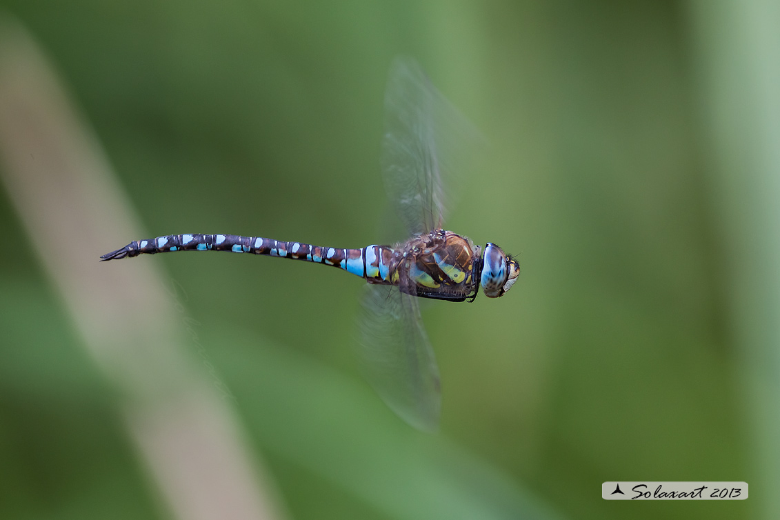 Aeshna mixta (maschio) - Migrant Hawker (male)