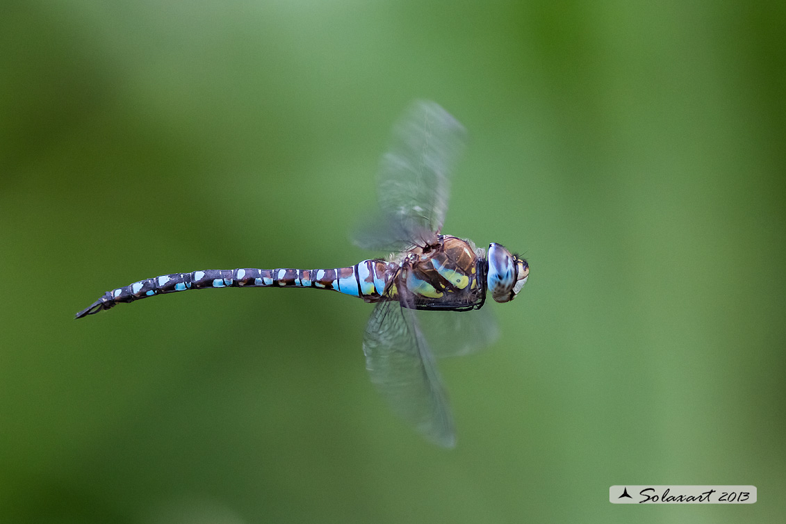 Aeshna mixta (maschio) - Migrant Hawker (male)