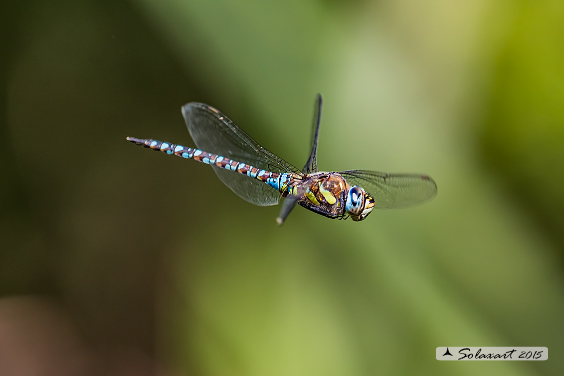 Aeshna mixta (maschio) - Migrant Hawker (male)