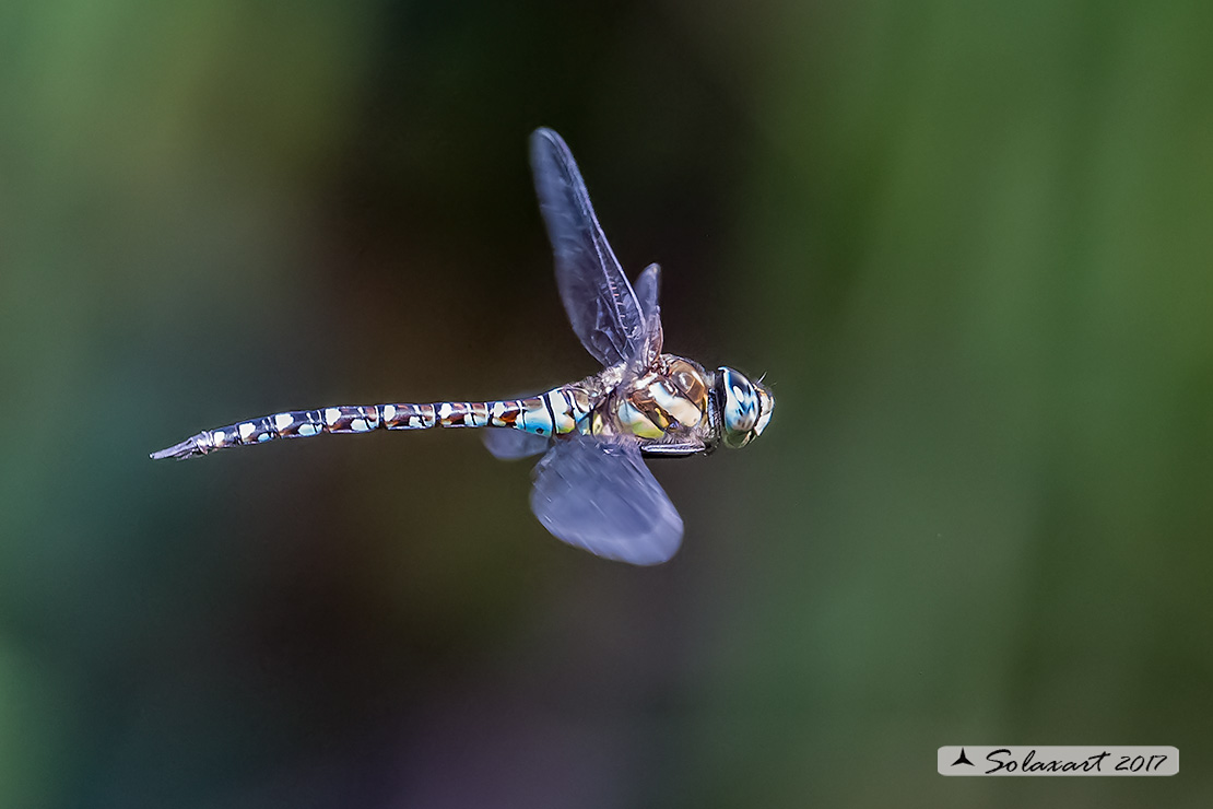 Aeshna mixta  (maschio) - Migrant Hawker (male)