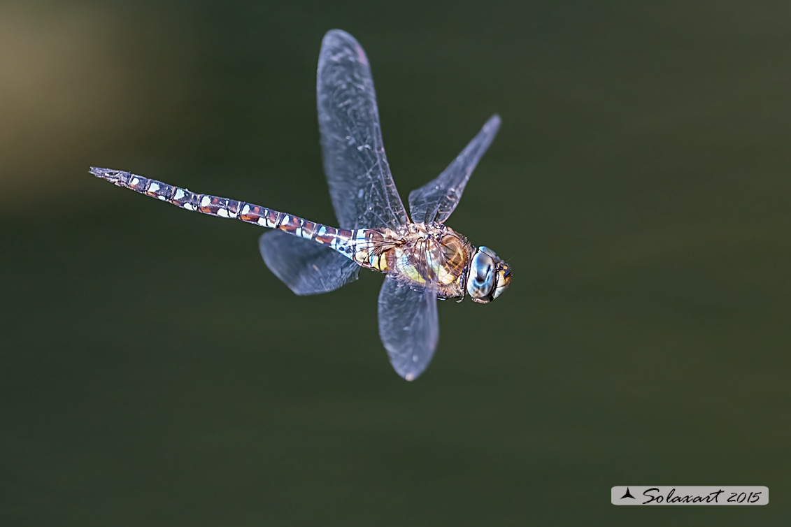 Aeshna mixta (maschio) - Migrant Hawker (male)