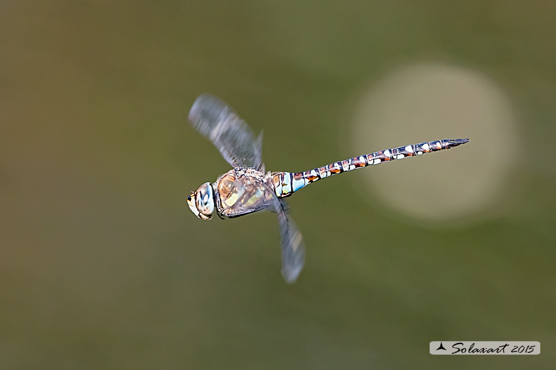 Aeshna mixta (maschio) - Migrant Hawker (male)