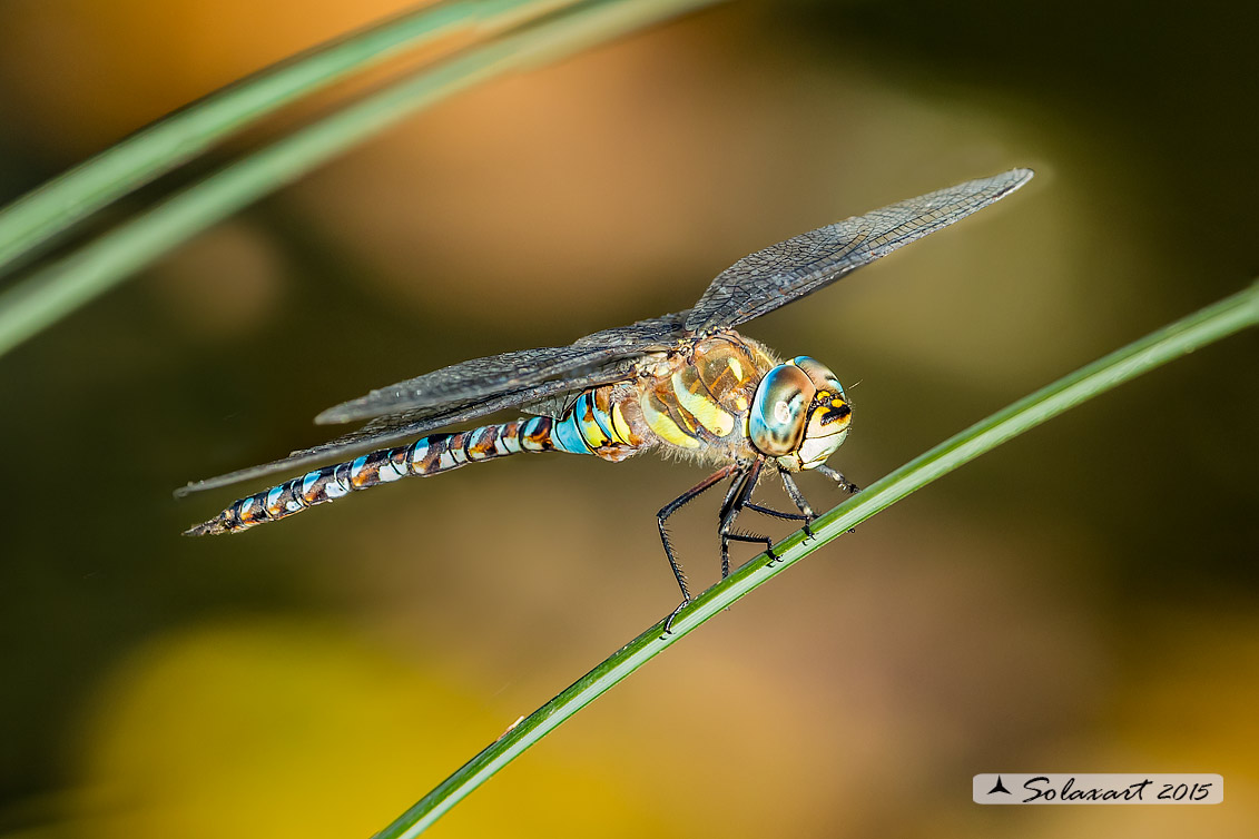 Aeshna mixta (maschio) - Migrant Hawker (male)