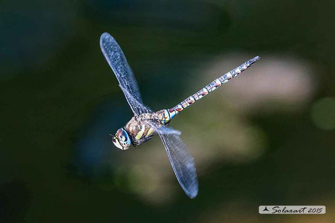 Aeshna mixta (maschio) - Migrant Hawker (male)