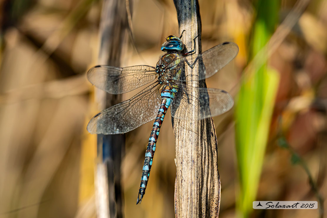 Aeshna mixta (maschio) - Migrant Hawker (male)