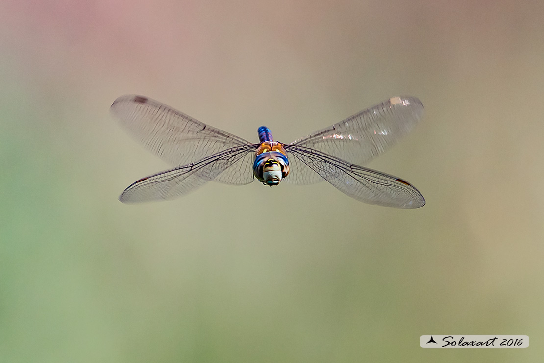 Aeshna mixta  (maschio) - Migrant Hawker (male)