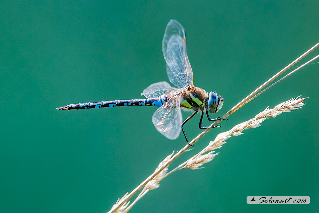 Aeshna mixta  (maschio) - Migrant Hawker (male)