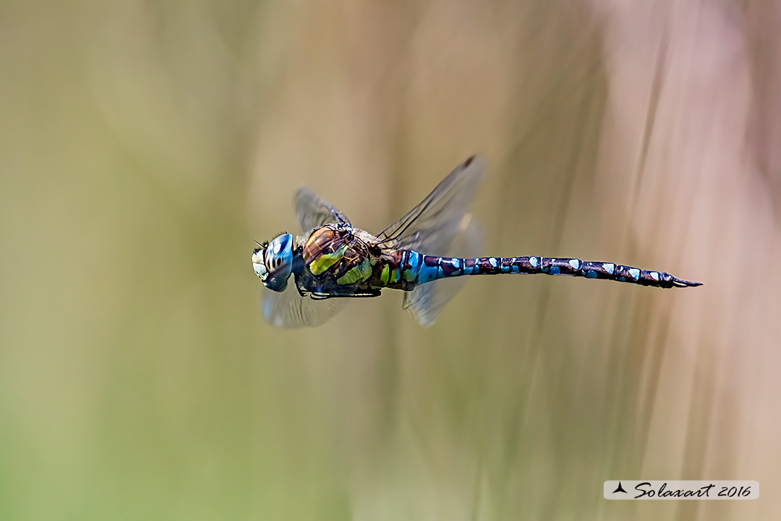 Aeshna mixta (maschio) - Migrant Hawker (male)