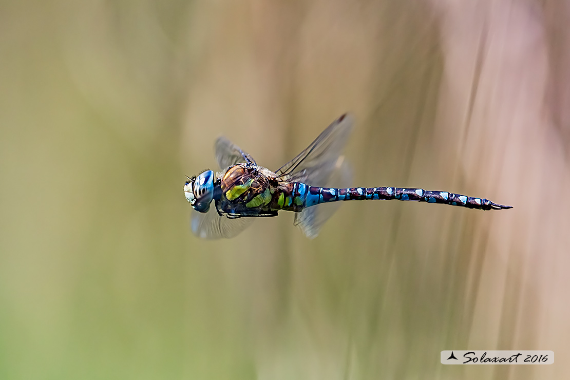 Aeshna mixta  (maschio) - Migrant Hawker (male)