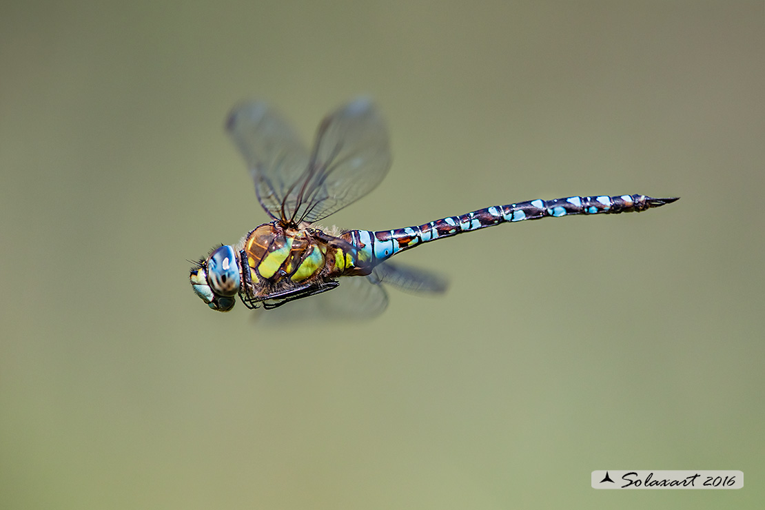 Aeshna mixta  (maschio) - Migrant Hawker (male)