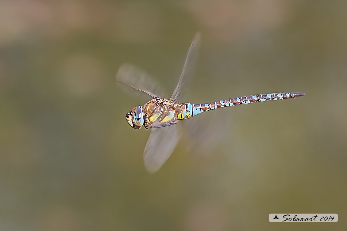 Aeshna mixta (maschio) - Migrant Hawker (male)