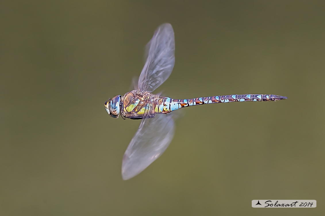 Aeshna mixta (maschio) - Migrant Hawker (male)