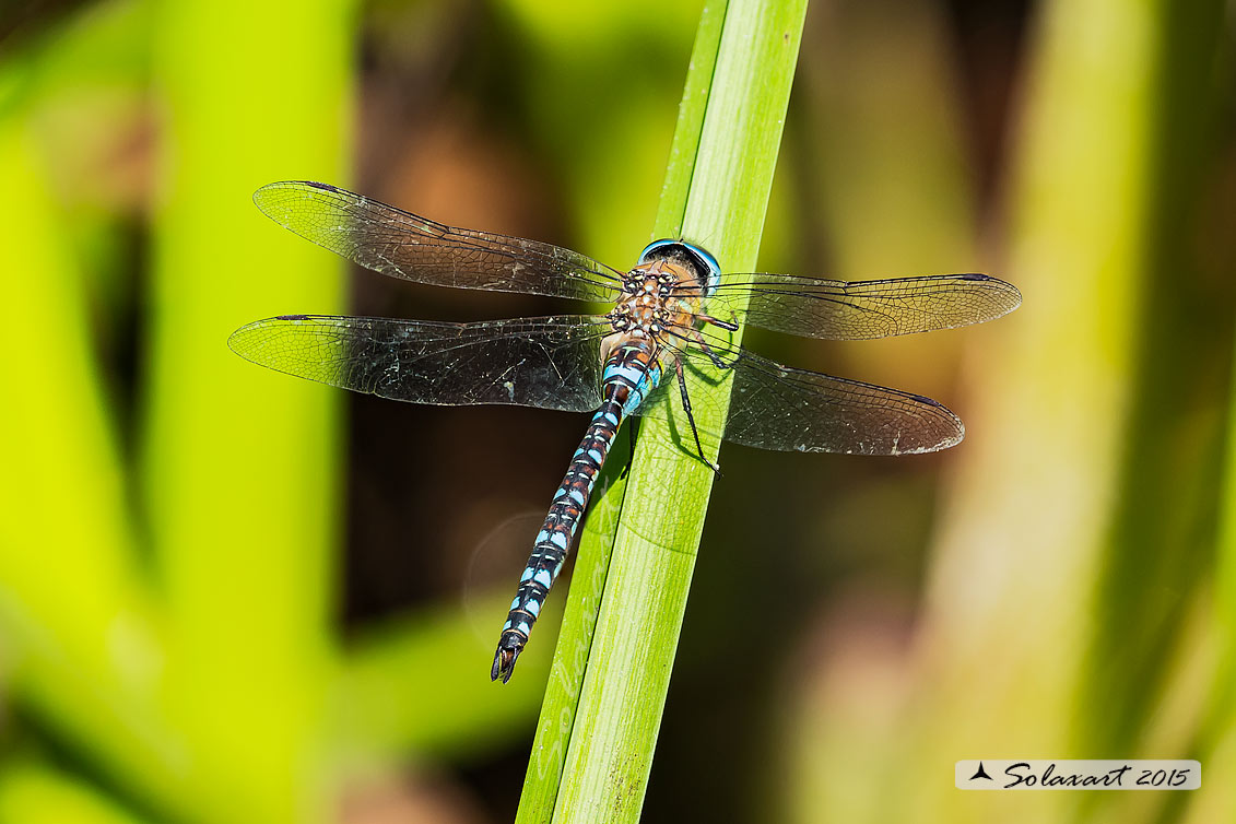 Aeshna mixta (maschio) - Migrant Hawker (male)