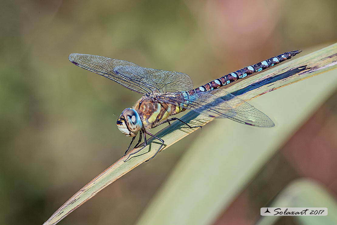 Aeshna mixta  (maschio) - Migrant Hawker (male)