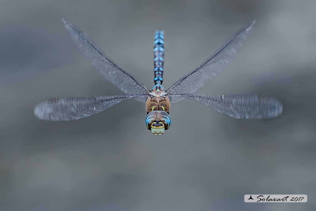 Aeshna mixta (maschio) - Migrant Hawker (male)